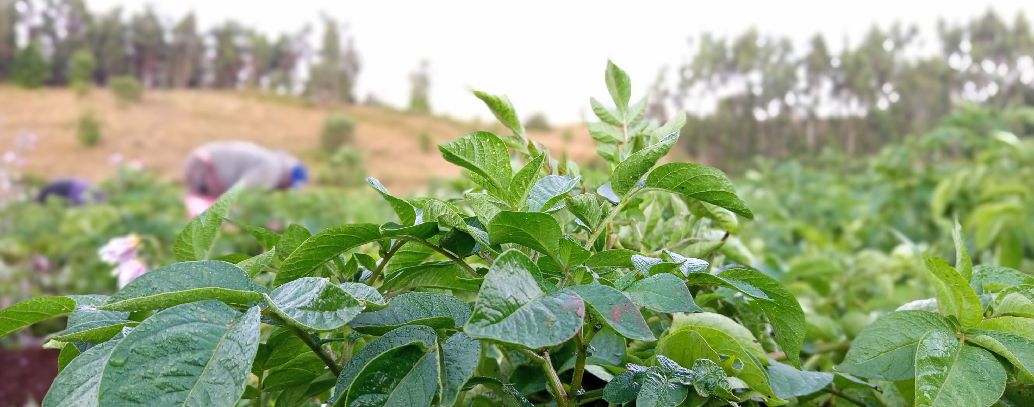 Foto de papas budi